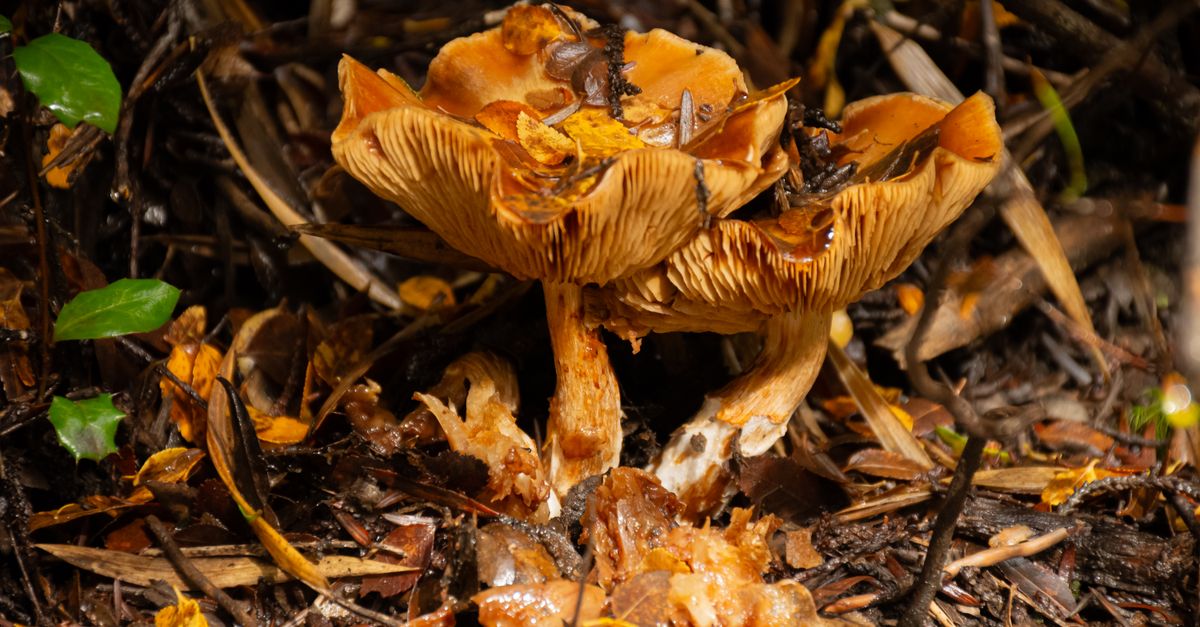 Pair of wild mushrooms growing amidst fallen leaves on a forest floor.